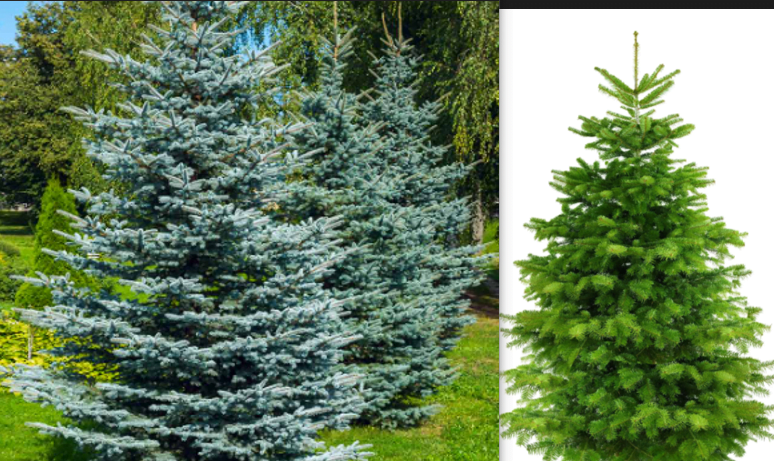Christmas Tree Spruce vs Fir