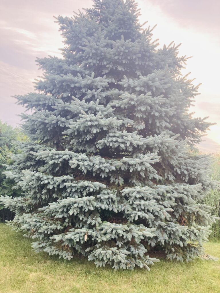 Blue Spruce (Picea pungens) 
Photo taken Cicero New York